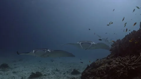 Three manta rays approach a coral outcrop, Lady Elliot Island, Australia. Stock Footage 295255117