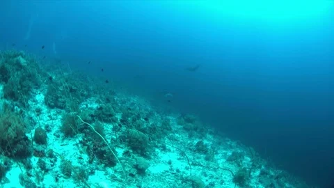Three Manta rays on a coral reef 4k Stock Footage 70535253
