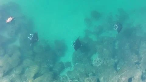 Three manta rays encounter a turtle Video stock 272369266