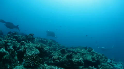 Three Manta Rays Swimming Boldly in the Maldives Sea Video stock 327393082