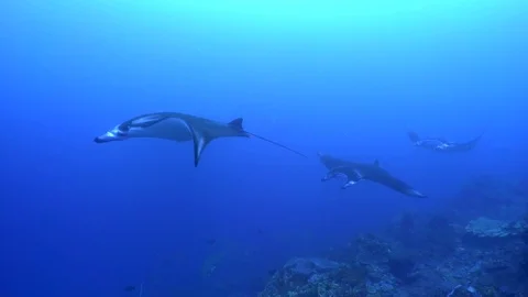 Three Manta Rays Swimming in Formation Stock Footage 81954197