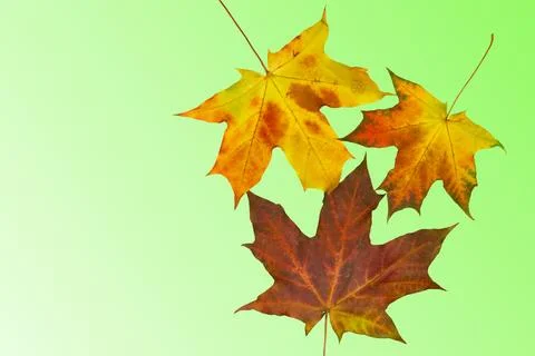 Three maple autumn colored leaves on green,text notice Stock Illustration