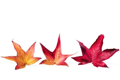 Three maple colored leaves. isolated on white background.. Foto stock