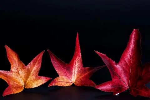 Three maple colored leaves. isolated on black background with copy space. Stock Photos