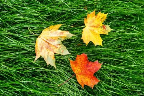 Three maple leaf Stock Photos