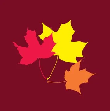 Three maple leaf three colors red orange yellow on a burgundy background 스톡 일러스트