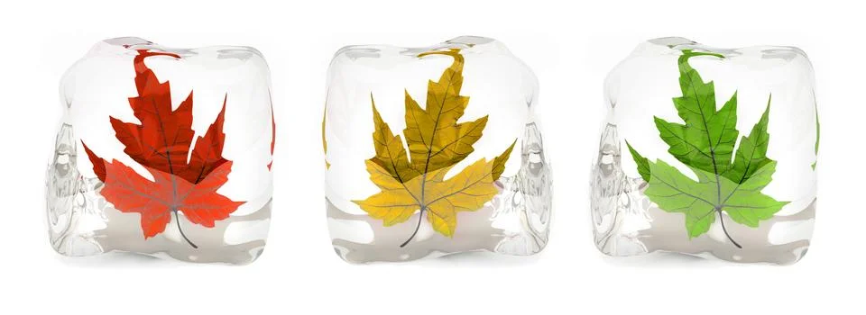 Three maple leafs in the ice cube Stock Illustration