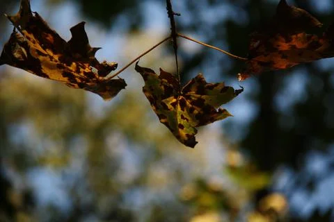 Three maple leaves on a branch Stock Photos