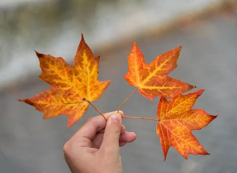 Three maple leaves in hand on abstract background Stock Photos