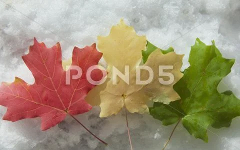 Three Maple Leaves Laid On The Snow. Red, Brown And Green Leaves. Autumn Foli