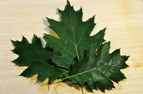 Three maple leaves on a light background. Stock Photos