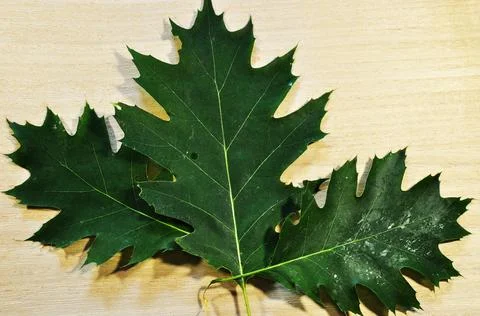 Three maple leaves on a light background. Green maple leaves. Stock Photos