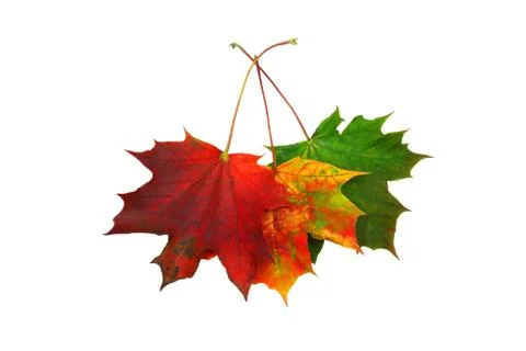Three maple leaves Stock Photos