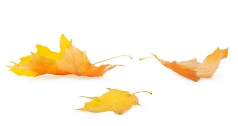 Three maple leaves Stock Photos