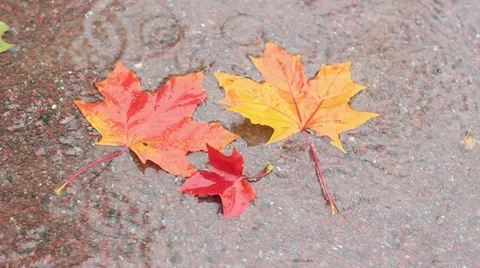 Three maple leaves under rain Stock Footage 31745018