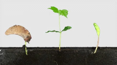 Three Maple Seeds Germinating and Growing in Rhizobox, Alpha Channel Vídeo Stock 347671938