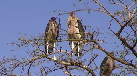 Three Marabou stork on branch Stock Footage 44333246
