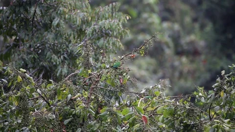 Three Maroon bellied Parakeet perched on a branch scene. 스톡 동영상 111401385