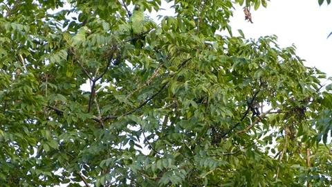 Three Mealy Parrots almost fully mimetized with the tree 스톡 동영상 114634851