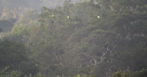 Three Mealy Parrots fly towards camera, Tambopata National Reserve, Peru. Stock Footage 178931262