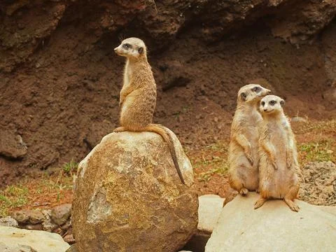 Three meerkats Stock Photos