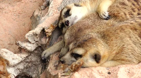 Three meerkats resting after lunch. Stock Footage 63045929