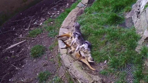 Three meerkats resting together alert and looking around Stock Footage 332184319