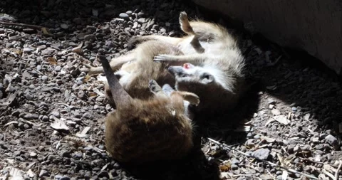 Three meerkats rolling and play fighting on rocky ground, mouths open Stock Footage 320020731