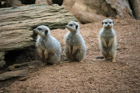 Three meerkats in a row Stock Photos