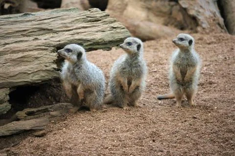 Three meerkats in a row Stock Photos