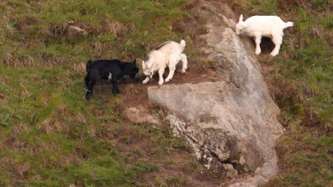 Three merry goats Stock Footage 75479070
