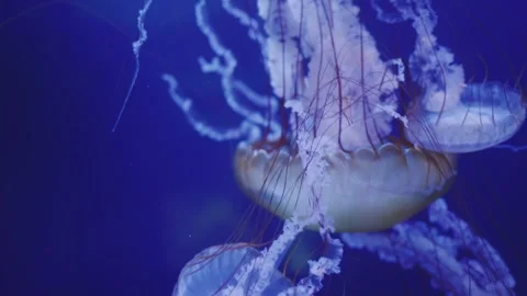 Three mesmerizing jellyfish pulsate gently in deep blue ocean water, their .. Stock Footage 334829471