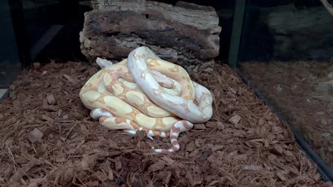 Three Mexican boas in their enclosure one on top of the other. Stock Footage 334942034