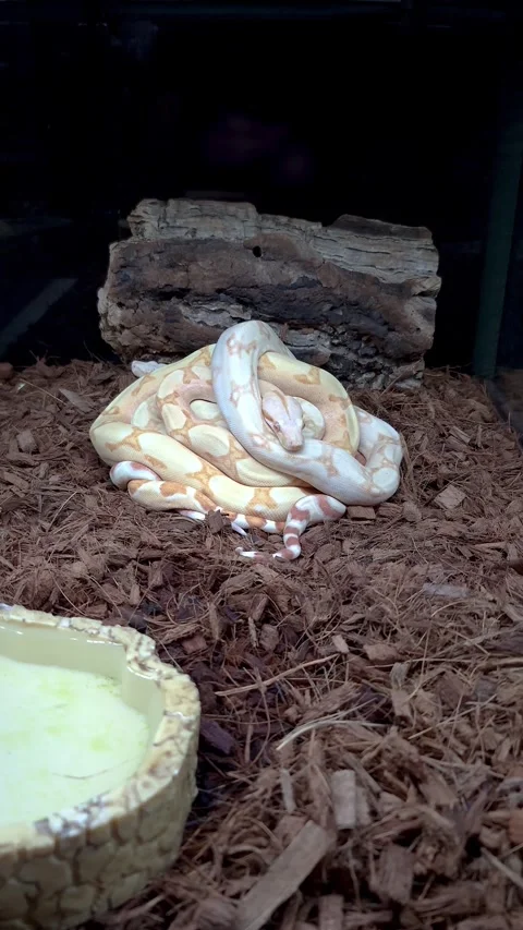 Three Mexican boas in their enclosure one on top of the other vertical. Stock Footage 334942035