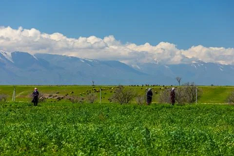 Three Middle Eastern women standing in peaceful rural field Photos