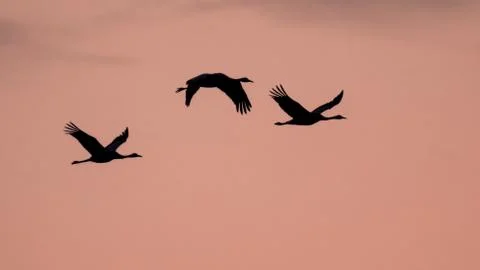 Three Migrating Eurasian Cranes against pink sky Stock Photos