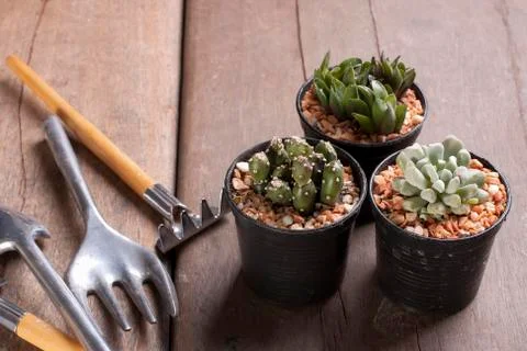 Three mini cactus in pots Stock Photos