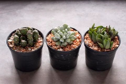 Three mini cactus in pots Stock Photos
