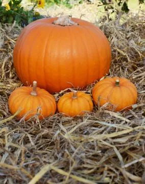 Three mini pumpkins in front of pumpkin in a garden Stock Photos