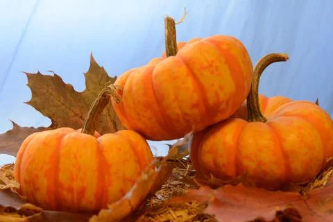 Three Mini Pumpkins Stock Photos