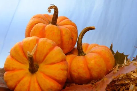 Three Mini Pumpkins Stock Photos