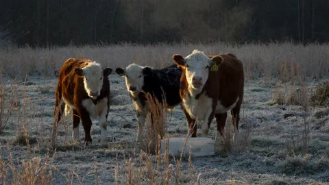 Three miniature Hereford cows look at ca... | Stock Video | Pond5