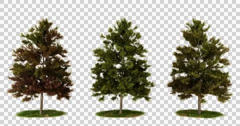 Three miniature trees in different stages of growth, isolated on black back.. Stock Photos