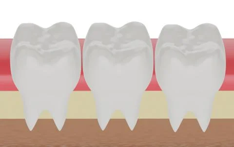 Three molars in the gum Stock Illustration