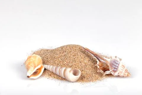 Three mollusk shells with beach sand on white background Stock Photos