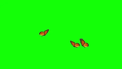 Three monarch butterfly flying in different directions. Green background 스톡 동영상 220337999