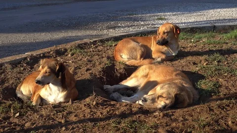 Three mongrel dogs nod by the side of the road 動画素材 96410690