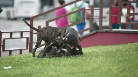 Three mongrel dogs playing on the street Stock Footage 46786431