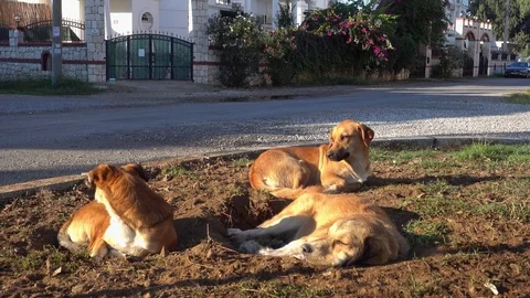 Three mongrel dogs rest huddling up on the ground near the road 動画素材 96410717