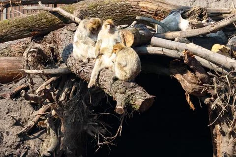 Three monkeys are perched on a log amidst branches and twigs, with a dark cav Stock Photos